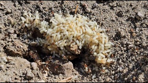 Fascinating Ants Moving Pupae to Safety