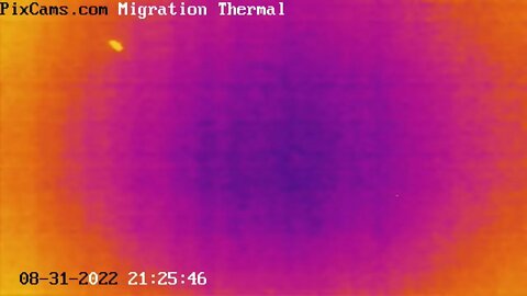 Fall Night Bird Migration - 8/31/2022 @ 21:25 Large Bird at Low Altitude - slow motion