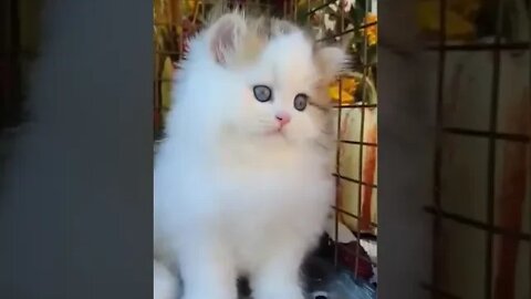 cute cat videos 😹 funny videos 😂 1174😻 #shorts