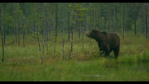 Large adult brown bear walking free in the forest at night