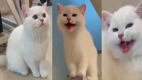 The cats is laughing like a human