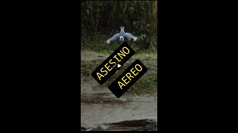 Asesino Aereo