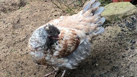 Stunning araucana wyandotte cross pullets 16 weeks old