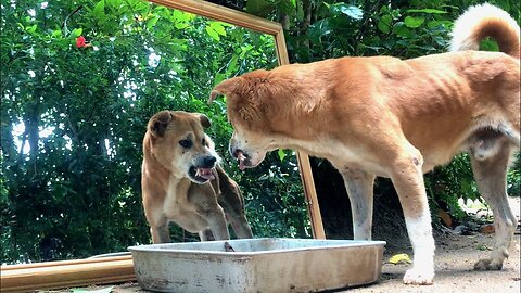 Are You Serious... Dog Prank on Mirror