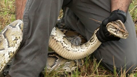 Efforts underway to hunt invasive Burmese pythons in Florida