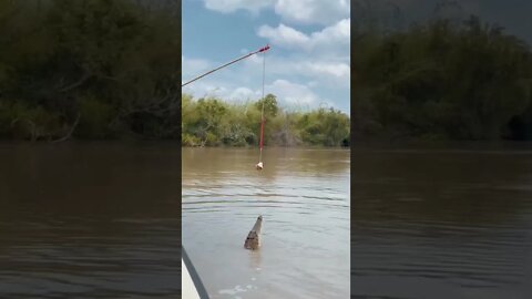 Jacaré pulando para pegar o peixe na vara #shorts