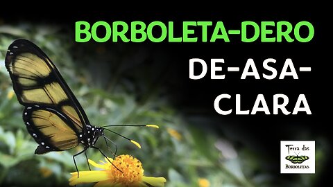 BORBOLETA-DERO-DE-ASA-CLARA