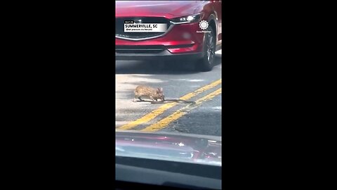 Bunny 🐰 playing with a snake 🐍 in the road 🐰 not giving up 😂