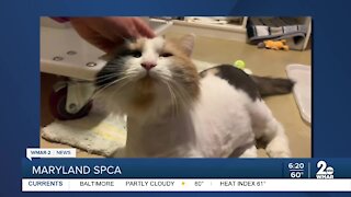 Maryland SPCA says Good Morning Maryland