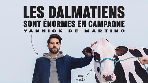 Yannick de Martino : Les dalmatiens sont énormes en campagne