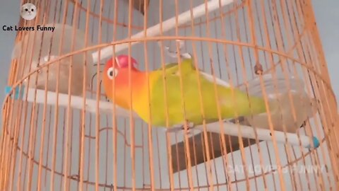 long babbling lovebird