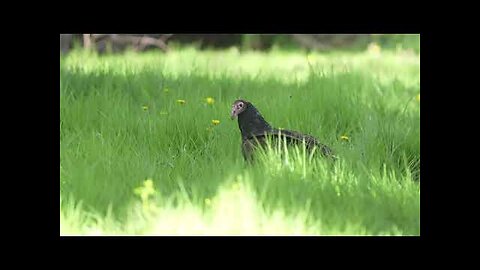 turkey vultures and friend south meadows