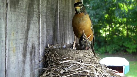 Baby Robins