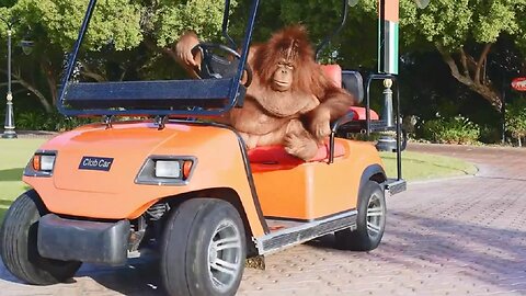 ORANGUTAN STOLEN A CAR