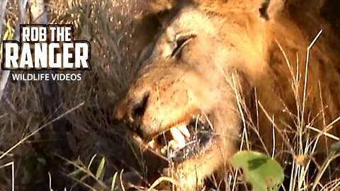 Lion Pride With Small Cubs And One Mapogo Finish A Meal | Archive Footage