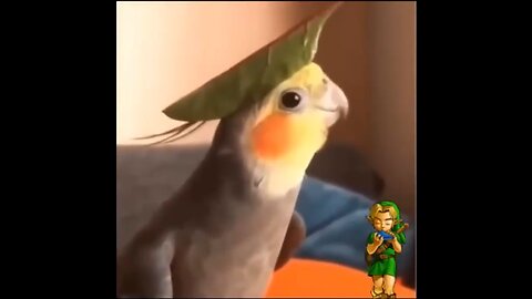 I Found My Spirit Animal | Super Cute Parrot Compilation 2022