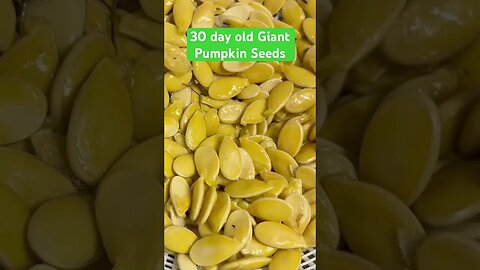 Giant Pumpkin Seed Test #bubba #giantpumpkin #pumpkinpatch