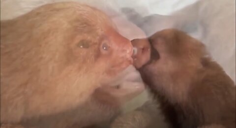 Baby sloths being slots funniest compilation