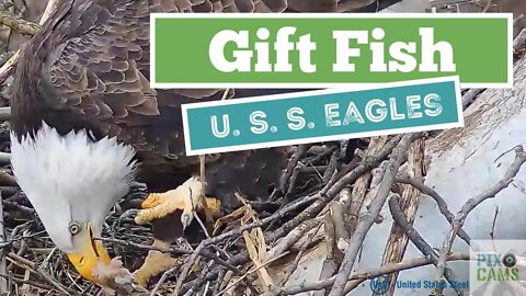 U. S. S. Eagles - Female eating gift fish