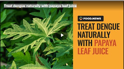 Treat dengue naturally with papaya leaf juice