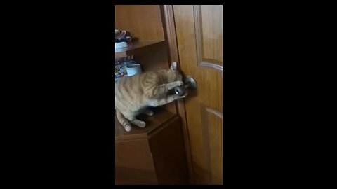 Funny cat video