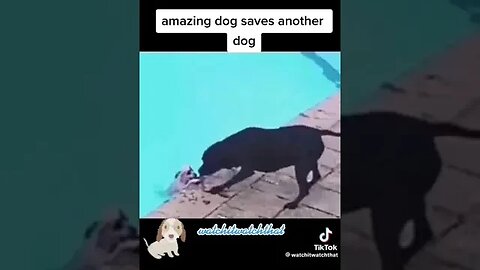 So Touching: Dog Saves Another Dog. #animalrescue