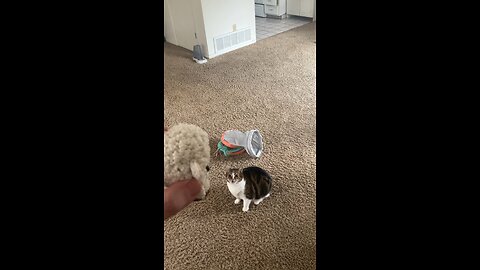 Kitten Fetches Crotchet Lamb