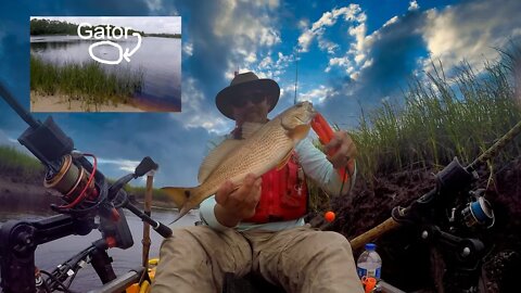 Red and Black Drum Fishing with Fiddler Crabs and a Gator Sighting...OH MY!!