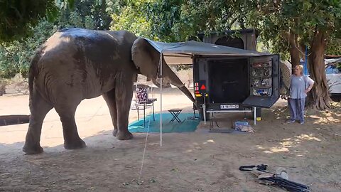 Elephant bull shocks safari tourists when he casually enters their campsite