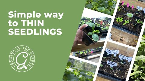 Simple way to THIN SEEDLINGS