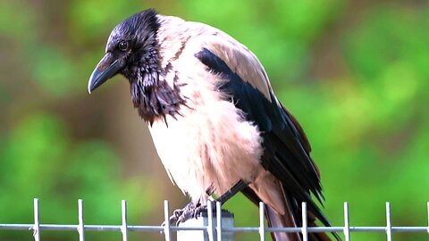 Juvenile Flies off and Father Hooded Crow Takes a Well Deserved Break