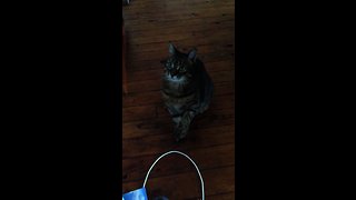 Playful Cat Snorts Like Little Piggy