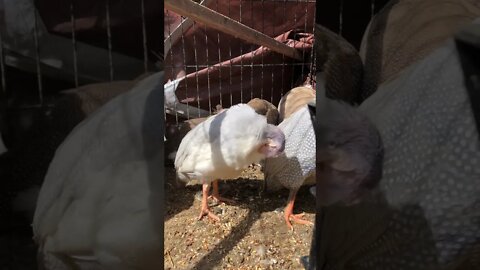 Stunning pied lavender guinea fowl keet