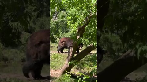 Big Black Bear at the Zoo