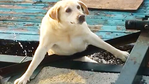 Funny Dog Videos That Will Make Your Day