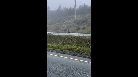 Moose spotted past Salmonier Line, NL