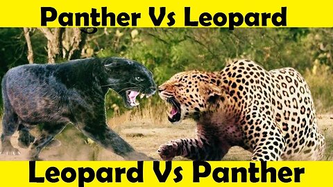 Leopard Vs Panther. Panther Attack Leopard. (Tutorial Video )