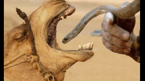 Snake eating camel .