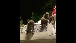 Monkey funny video