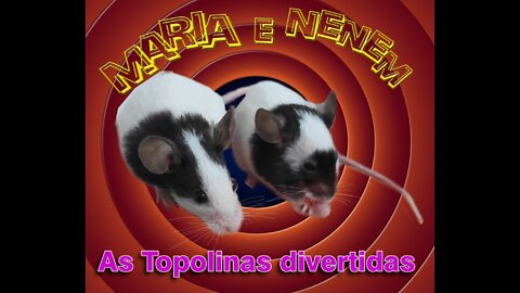 Dá para adestrar Topolinos? Maria e Nenem explicam...