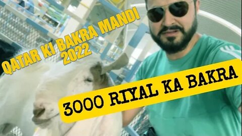 Qatar Ki mandi 🐂🐄 | 3000 QR ka bakra | Cow mandi 2022 | Qatar | bakra Eid vlogs