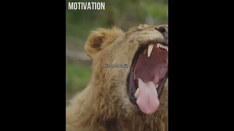 The Top Dog tiktok mymotivation01