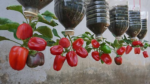 Try these tips on how to grow bell peppers in plastic bottles.