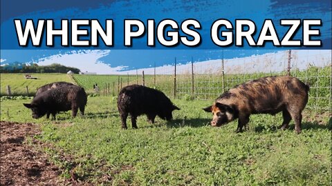 The Idaho Pasture Pigs Need A Waterer | Sheep Moved