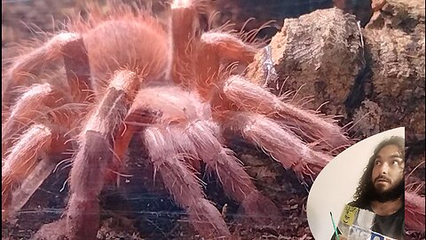 Tarantula gets a new home