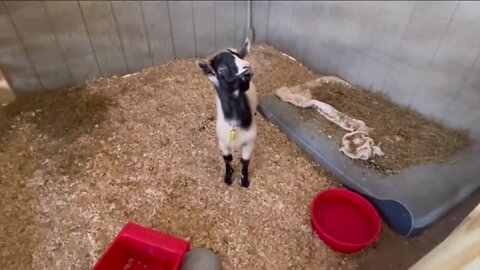 Tully's Tails: Meet Bolt the Goat