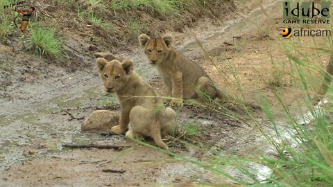 LIONS: Following The Pride 4: A Quick Cameo On A Seepline