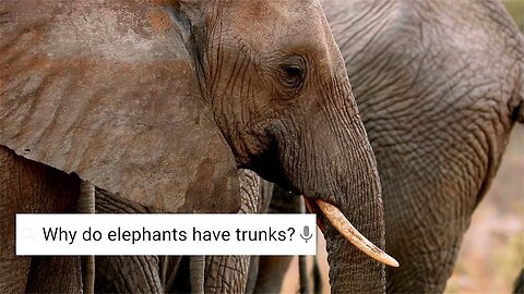 Do Elephants Cry? - Weird Animal Searches - BBC Earth