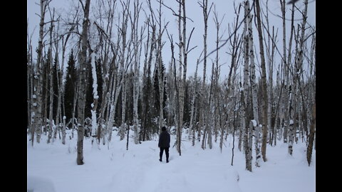 Stunning Birch Forest Trekking (Hiking) in Fairbanks, Alaska in Feb