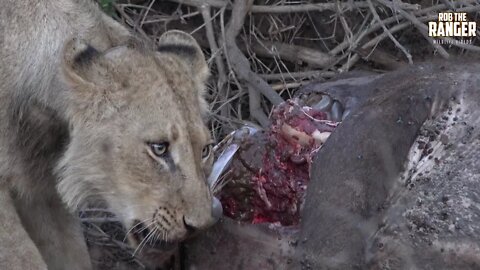 Daughters Of The Mapogo Lions - Rebuilding The Othawa Pride - 144: Fresh Buffalo Meal